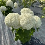 Hortenzia stromčekovitá (Hydrangea arborescens) 'FlowerWOW®' First Edition® - výška 30-40 cm, kont. C3L/P19 - OBROVSKÉ KVETY